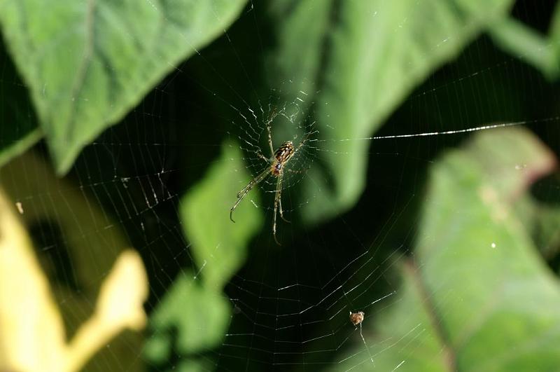 Leucage_granulata_D5292_Z_88_Milaa Milaa_Australie.jpg